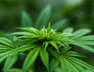 florida medical marijuana